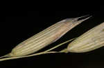 Common oat <BR>Oat